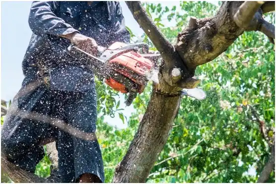 tree services Kosse